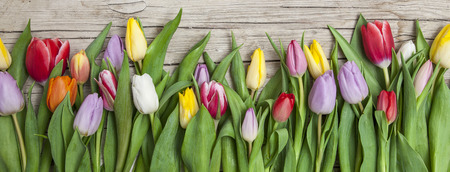 Frische bunte Tulpen vor einem Holzhintergrundの写真素材
