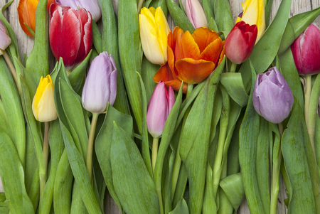 Frische bunte Tulpen vor einem Holzhintergrundの写真素材