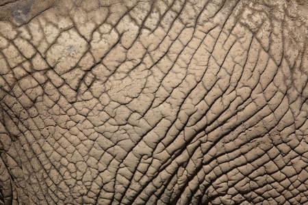 Close up view of an African elephant skin.の写真素材