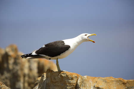 Grey-headed gull standing on a rock calling to his mateの写真素材