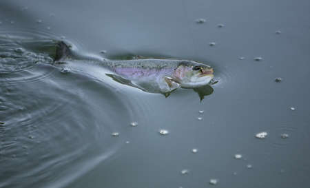 Trout river fish being caught, fly visibleの写真素材