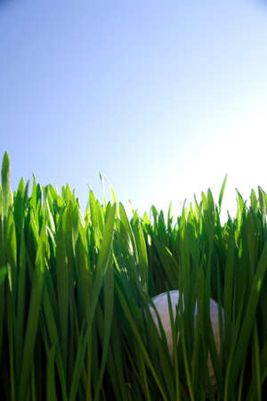 Golf ball hidden in the rough grass offset against a blue skyの写真素材