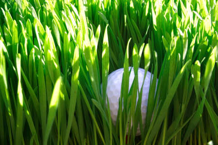 Golf ball hidden in the rough grass, top viewの写真素材