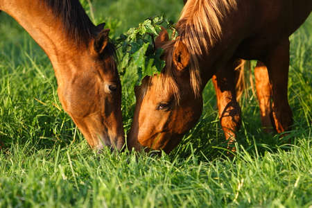 Two horses "kissing under the mistletoe"の写真素材