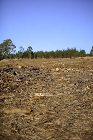 Deforestation scene, whats left after the trees have been cut down, focus on middle groundの写真素材