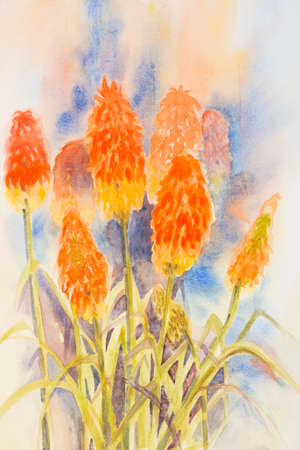 Original watercolour, red hot pokers. Kniphofiaの写真素材