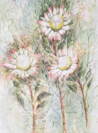 Original watercolour on canvas, protea flowers, South Africas national flower.の写真素材