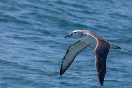 Juvenile Grey-headed Albatross flying over the Indian Ocean 1,5 kms off the coast of Knysna, South Africaの写真素材