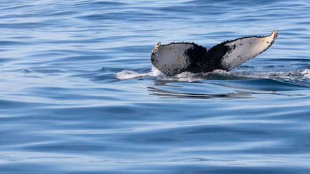 Humpback whale's fluke visable off the coast of Knysna, South Africaの写真素材
