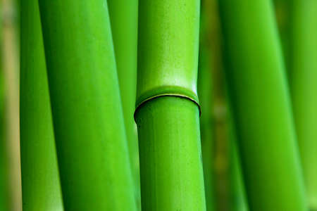Green Zen Bambooの写真素材