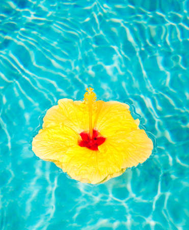 Colorful Flower Floating in Poolの写真素材