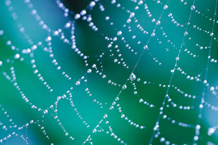 Spider Web, Beautiful Abstract Pattern Shallow Depth of Fieldの写真素材