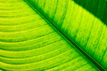 
Beautiful green leafの写真素材