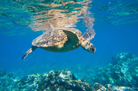 green sea turtle swimming in ocean sea