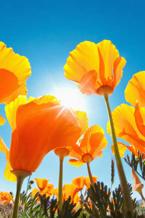 Spring Flowers, Macro View Looking up towards Skyの写真素材