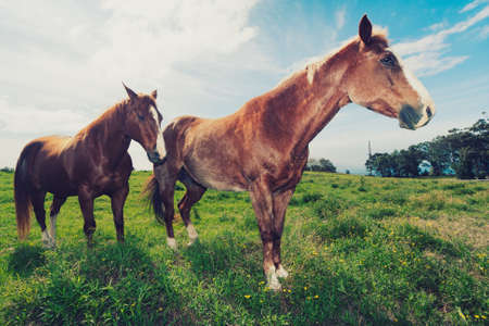 Horses in Fieldの写真素材