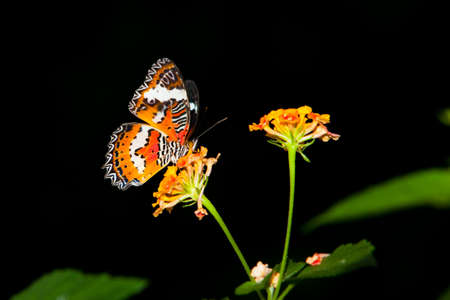Beautiful Butterfly on Colorful Flower