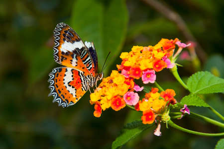 Beautiful Butterfly on Colorful Flowerの写真素材