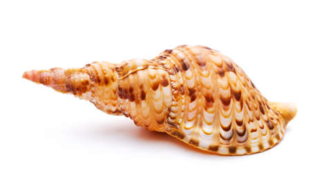 sea shell isolated on white