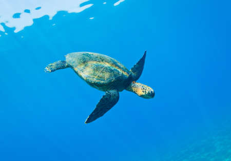 Green Sea Turtle Under Water in Hawaiiのeditorial素材