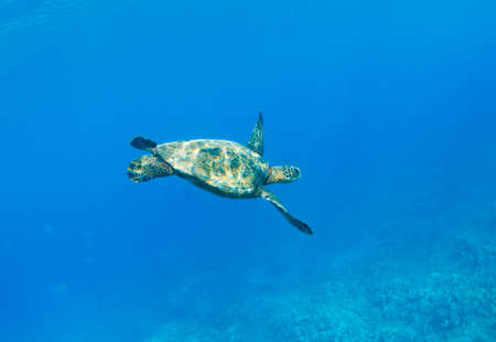 Green Sea Turtle Under Water in Hawaiiのeditorial素材