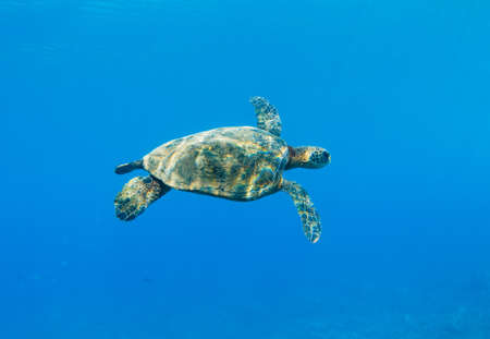 Green Sea Turtle Under Water in Hawaiiのeditorial素材