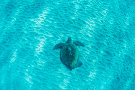 green sea turtle underwaterの写真素材