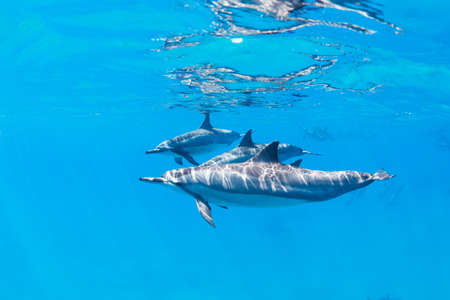 Dolphins Swimming in the Ocean, Amazing Underwater Viewの写真素材