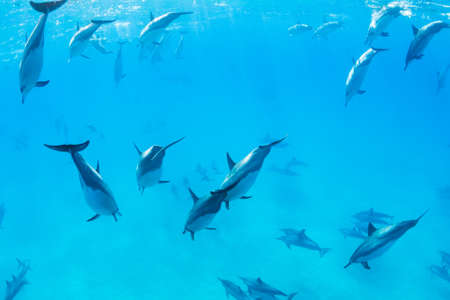 Dolphins Swimming in the Ocean, Amazing Underwater Viewの写真素材