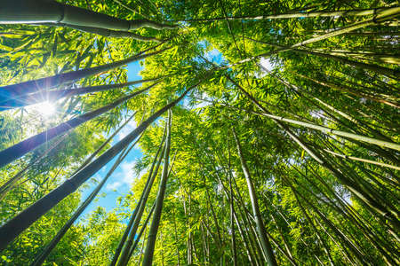 Bamboo forest with morning sunlightの写真素材