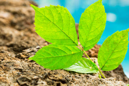 Green Leaf Growing out of Rock, New Life Concept