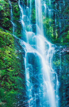 Beautiful Waterfall, Lush Waterfall in Forest