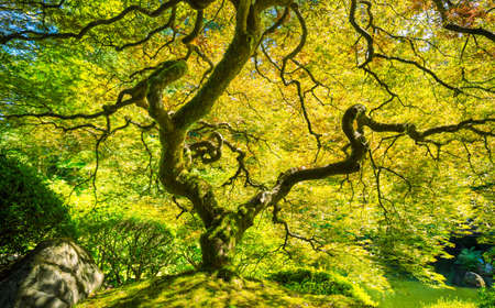 Amazing Green Japanese Maple Tree, Nature Garden