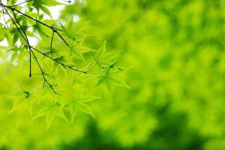Natural Green Backgroud Leaves with Selective Focusの写真素材