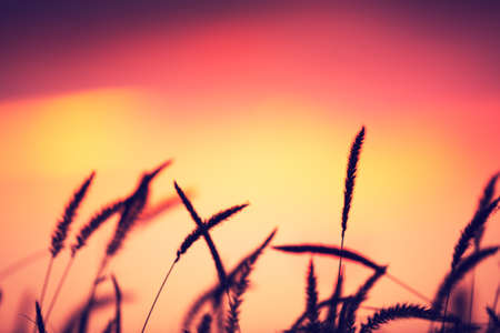 Sunset Field, Beautiful Vibrant Colorの写真素材