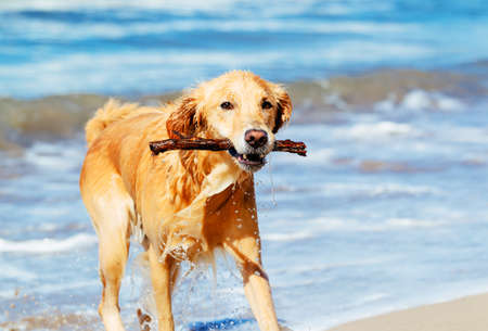 Happy Young Golden Retriever.  Addorable Dog Running on the Beach Fetching Stickの写真素材