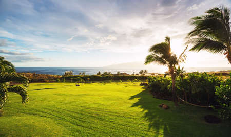 Grassy Green Field at Sunsetの写真素材