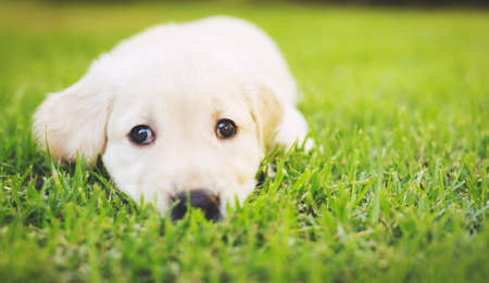Super Cute Adorable Golden Retriever Puppy in the Yardの写真素材