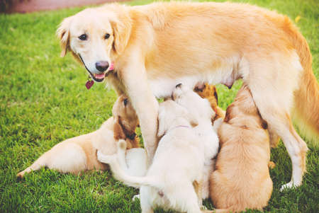 Golden Retriever Puppies Nursing from their Mother Mother in the Yardの写真素材