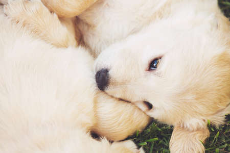 Adorable Cute Golden Retriever Puppies Sleeping in the Yardの写真素材