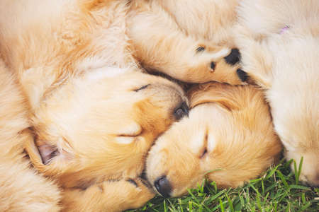 Adorable Cute Golden Retriever Puppies Sleeping in the Yardの写真素材