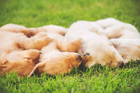 Adorable Group of Golden Retriever Puppies Sleeping in the Yardの写真素材