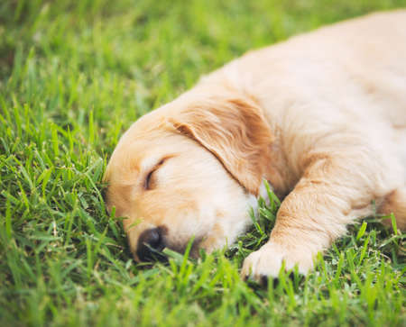 Adorable Golden Retriever Puppy Sleeping in the Yardの写真素材