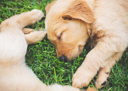 Golden Retriever Puppies Sleeping in the Yardの写真素材