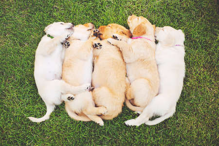 Adorable Group of Golden Retriever Puppies Sleeping in the Yardの写真素材