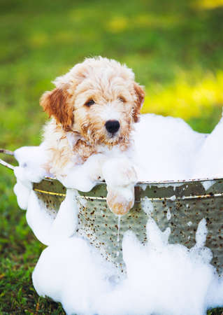 Adorable Cute Young Puppy Outside in the Yard Taking a Bath Covered in Soapy Bubblesの写真素材
