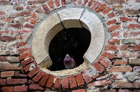 Lonely Pigeon is standing at the circle window in the castleの写真素材