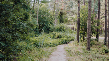 Bright green forest natural walkway in sunny day light. Sunshine forest trees. Sun through vivid green forest. Peaceful forest with sunlight. Forest in light. Summer forest. Green forest natureの写真素材