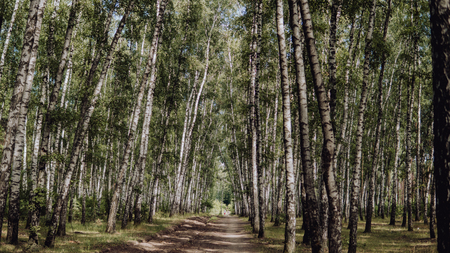 Bright green forest natural walkway in sunny day light. Sunshine forest trees. Sun through vivid green forest. Peaceful forest with sunlight. Forest in light. Summer forest. Green forest natureの写真素材