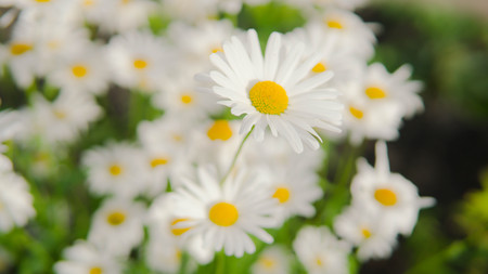 Daisies in the meadow, the flower grows in the garden. Chamomile in natural environment. Flowers in the gardenの写真素材